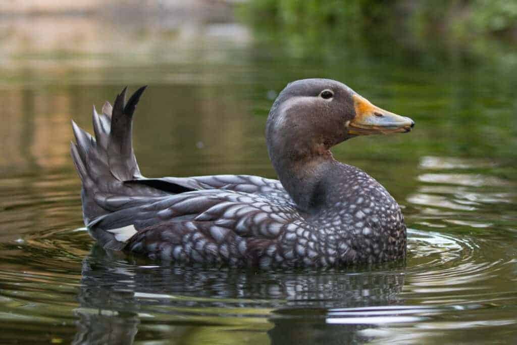 Flying Steamerduck