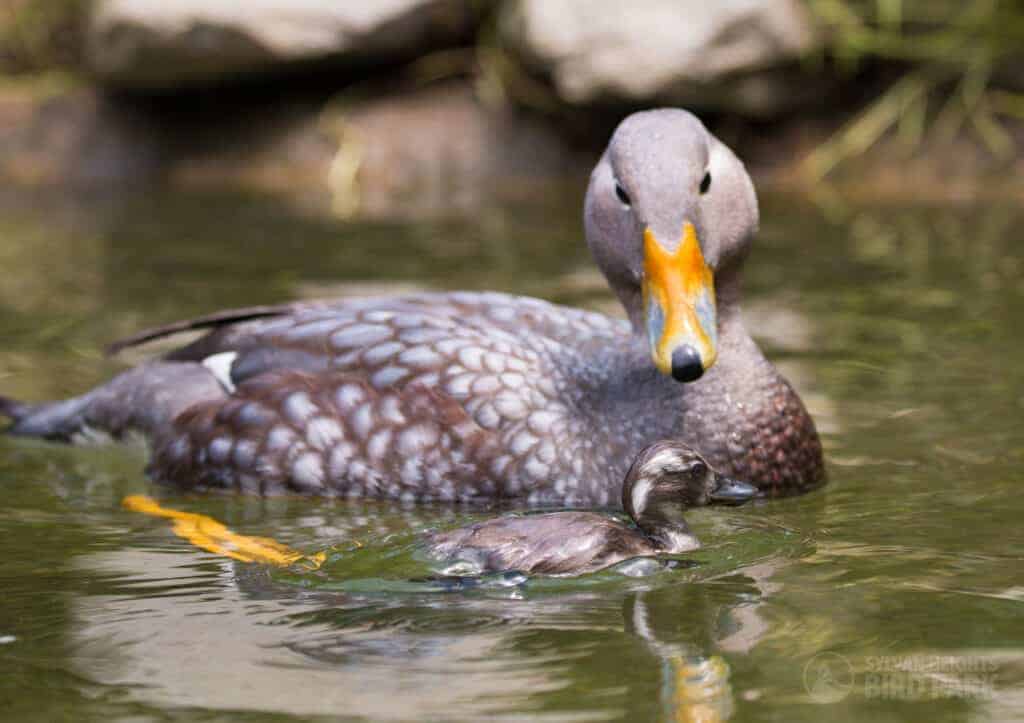 Flying Steamerduck with duckling