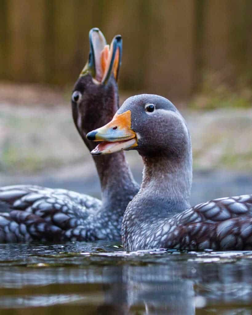 Flying Steamerducks displaying