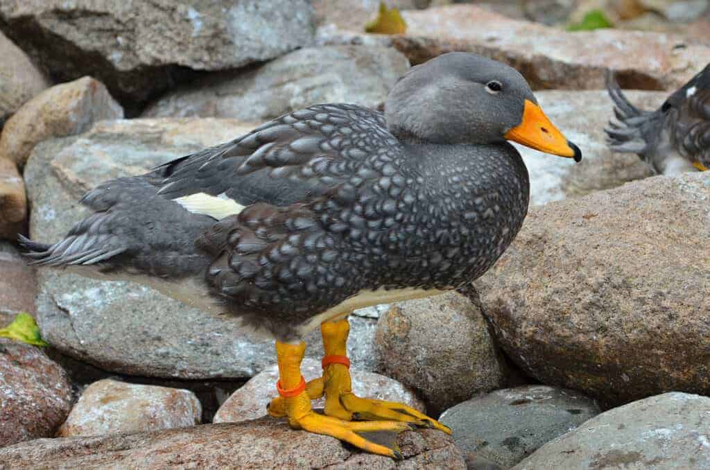 Feugian Steamer Duck