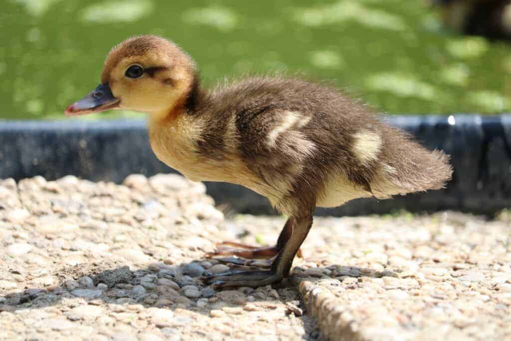 White-winged duckling