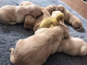 A duckling sitting on puppies
