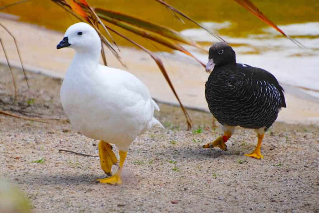 Kelp Goose pair