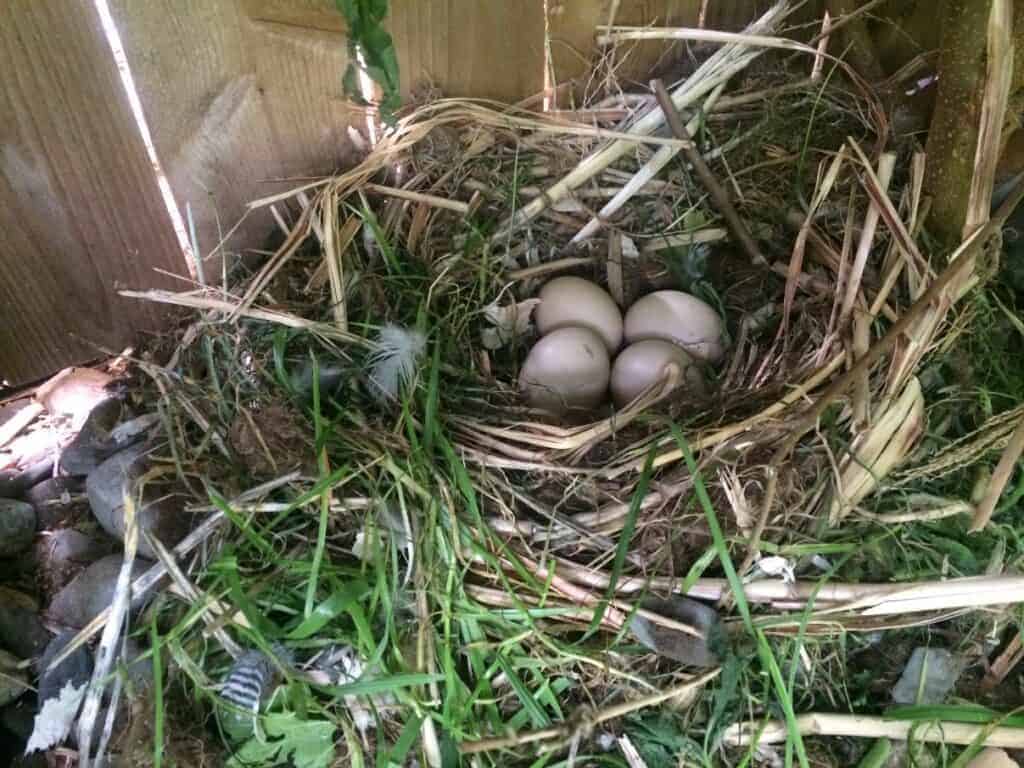 The start of a Baer's nest, using grass and straw pulled in