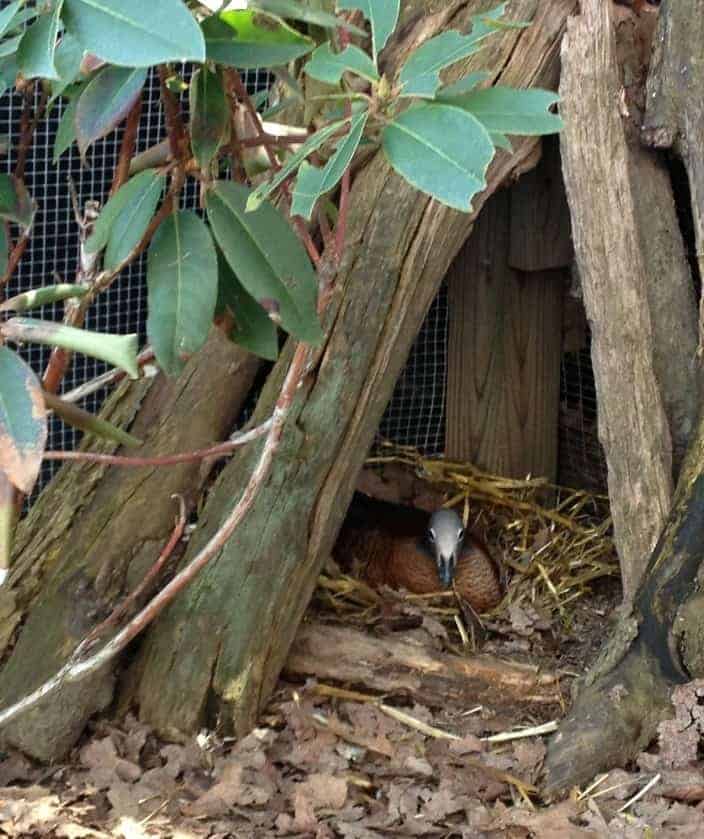 Ashy-headed Goose nesting in a log teepee.