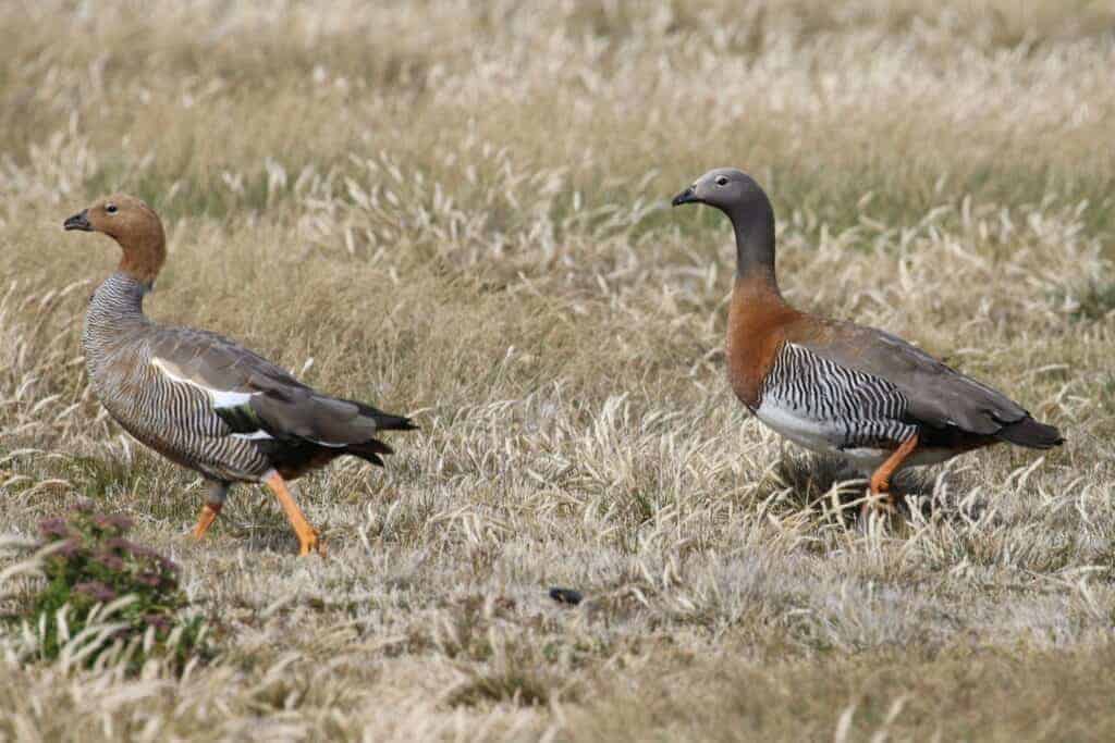 Ashy-headed Goose and juvenile