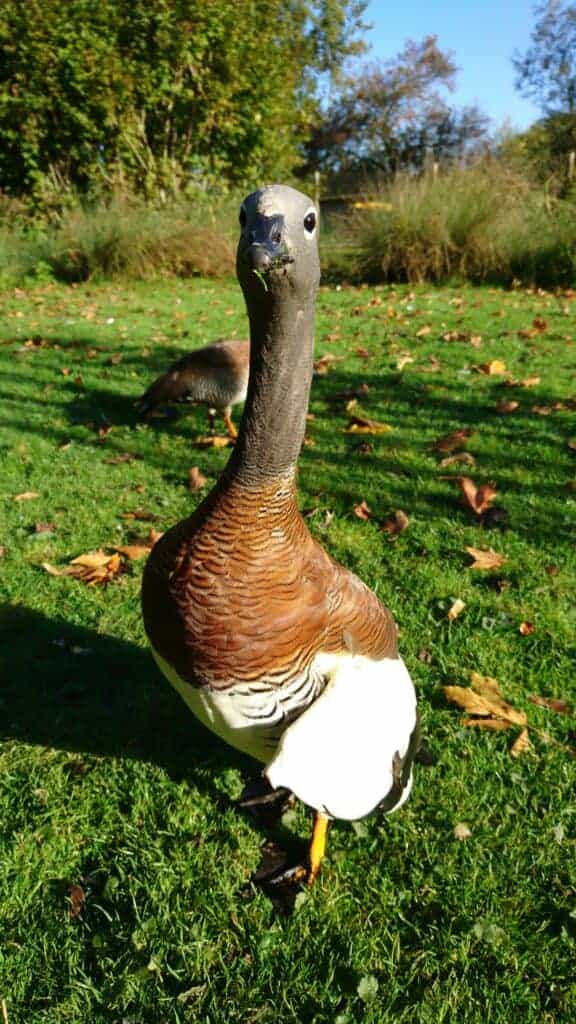 Ashy-headed goose defending