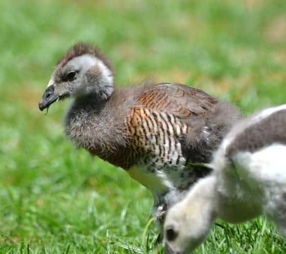 Ashy-headed gosling