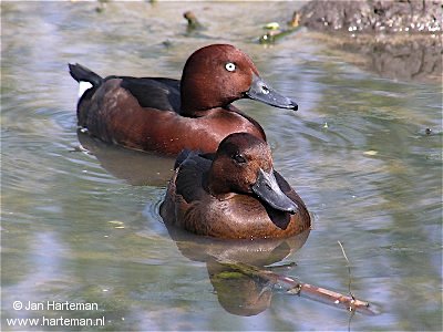 Ferruginous Duck pair