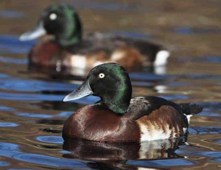 Baer's Pochard drakes