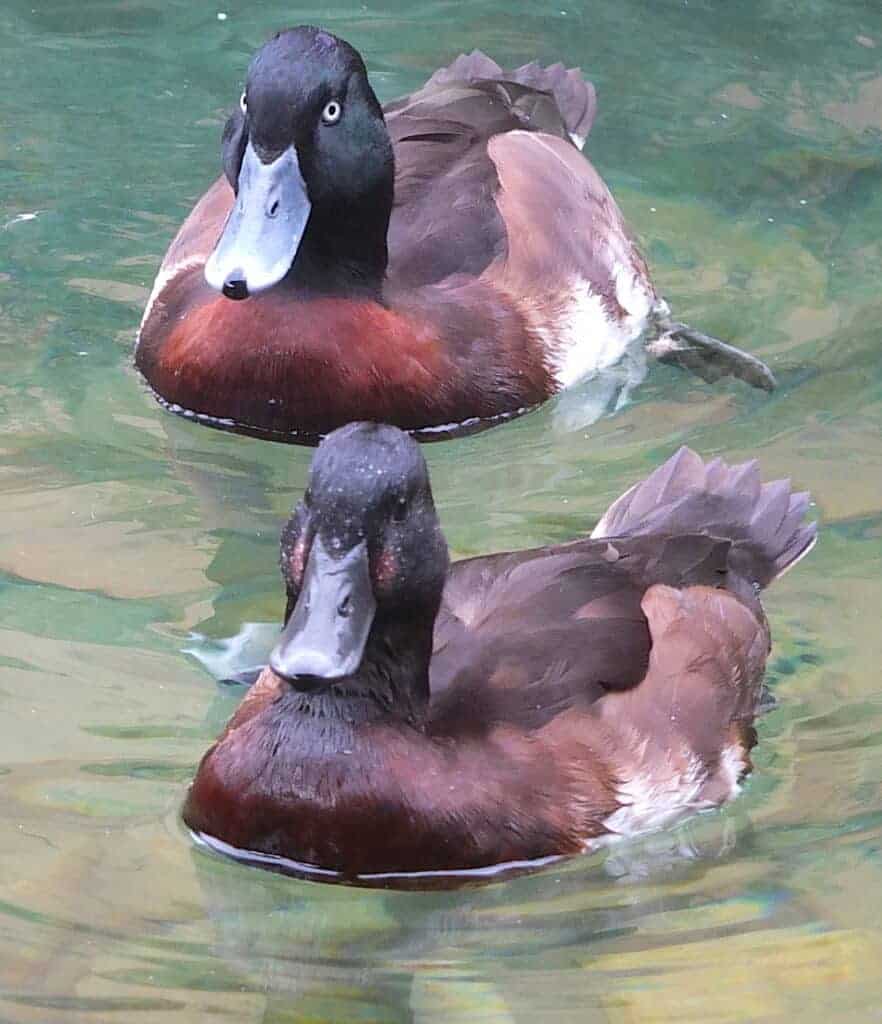 Baer's Pochard pair