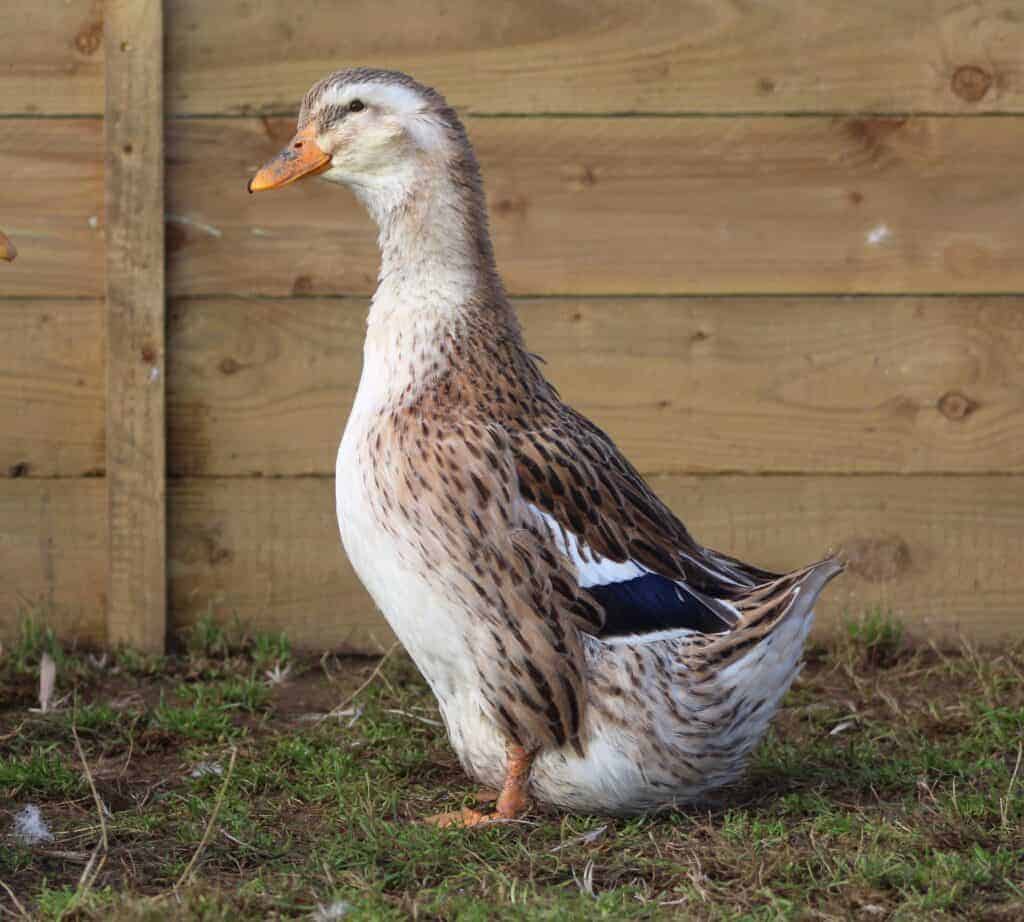 Appleyard Pekin