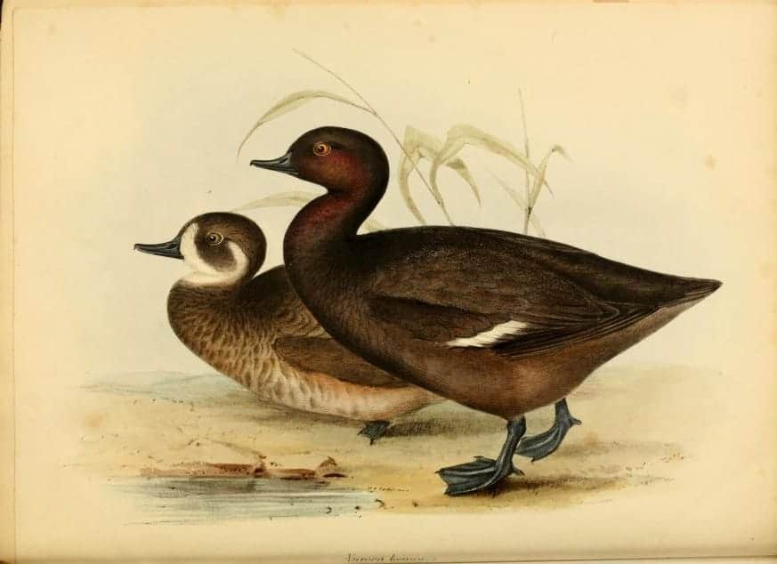 Illustration from 1838 of the Southern Pochard