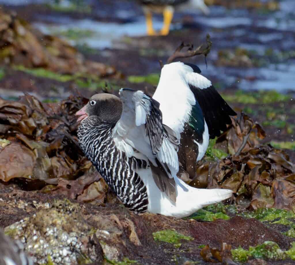 Female Kelp Goose