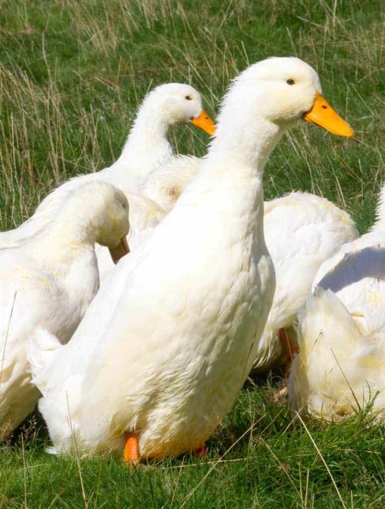 German Pekin Duck