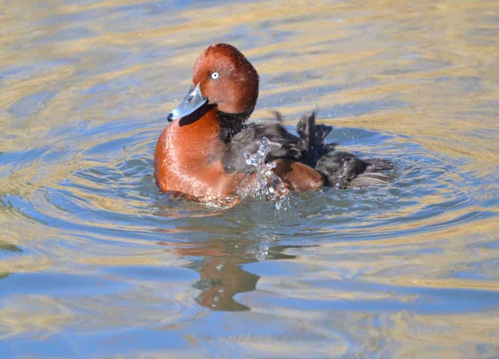 Ferruginous Duck, male