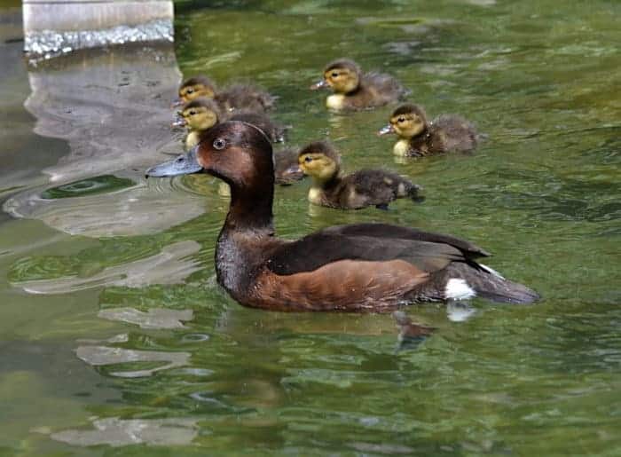 Ferruginous Duck and ducklings