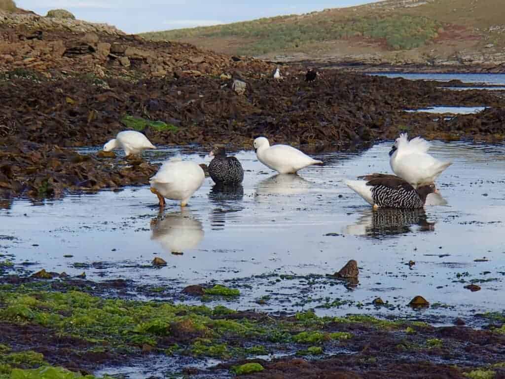 Kelp Geese grazing