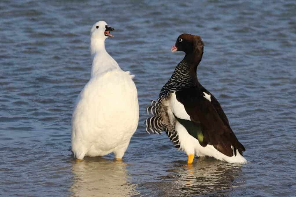 Kelp Goose pair