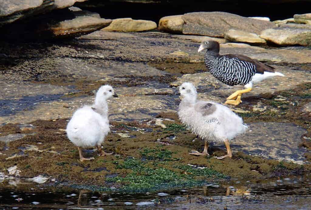 Kelp Goose with young