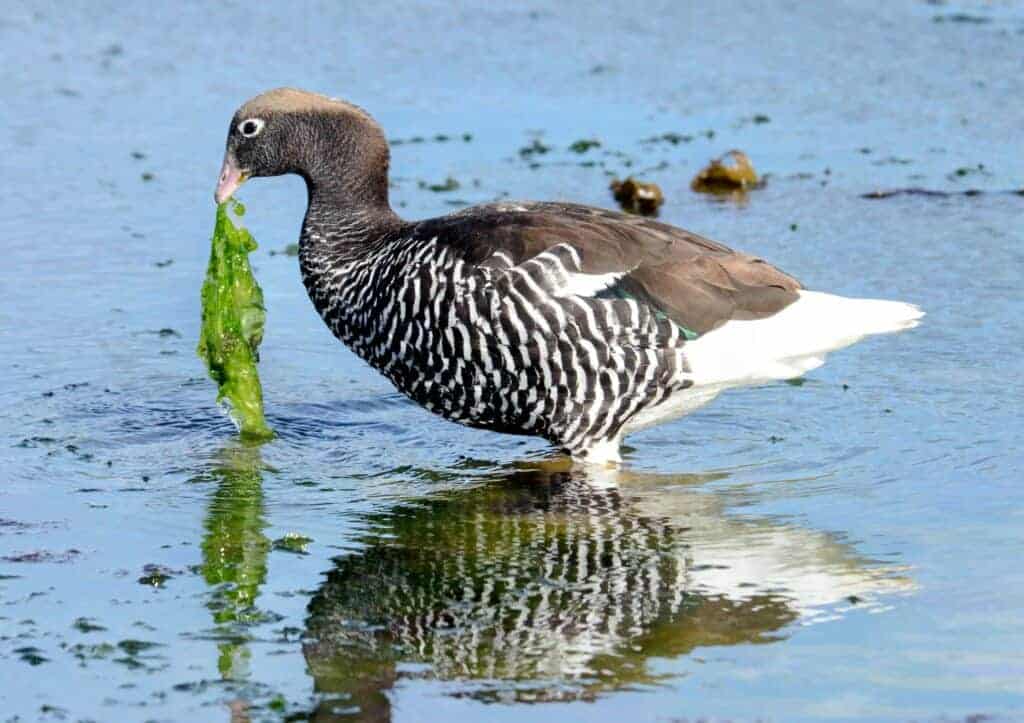 Female Kelp Goose eating sea lettuce