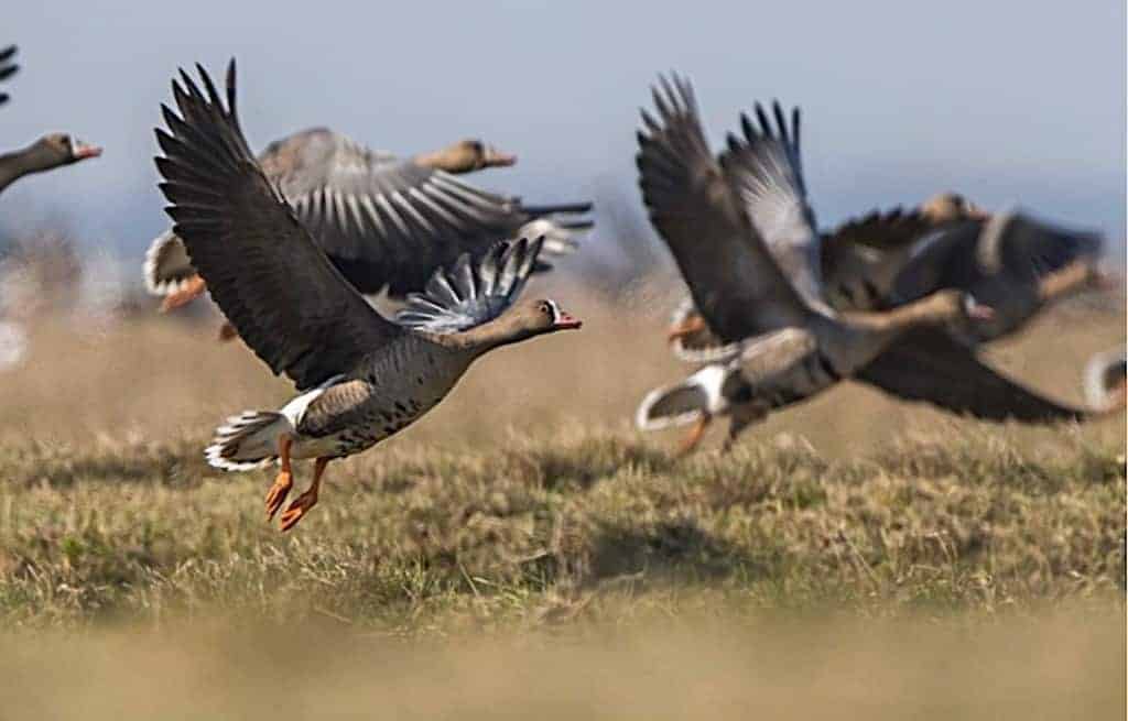 Lesser White-fronted Geese