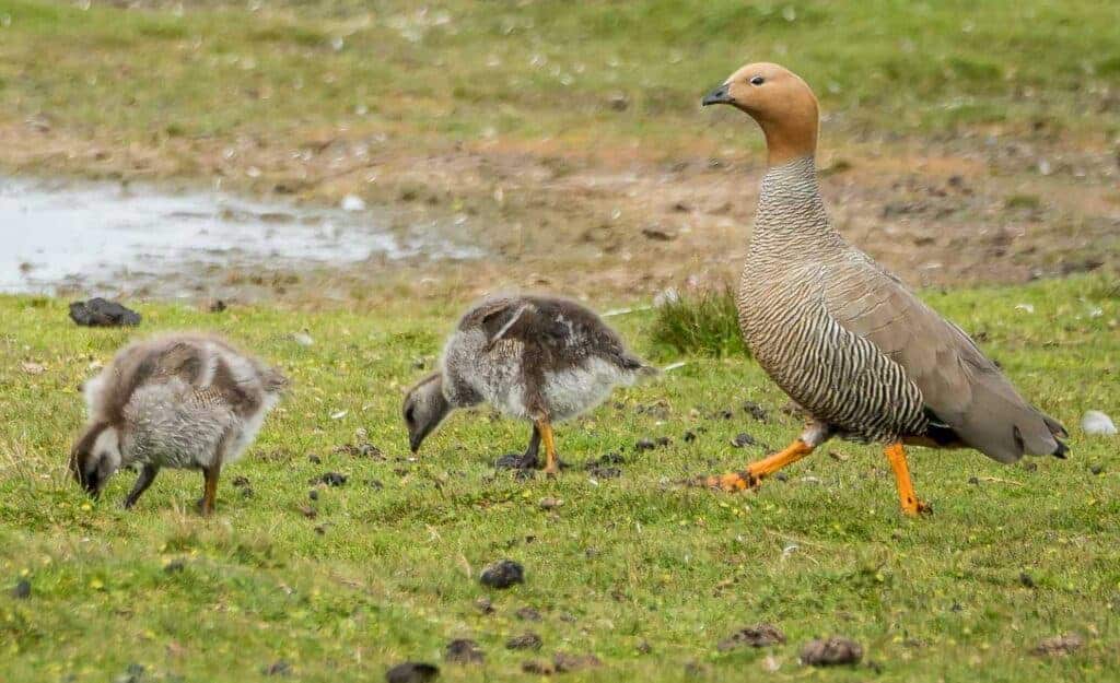 Ruddy-headed Goose and goslings