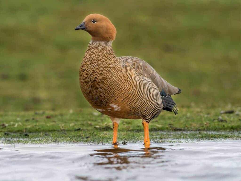 Ruddy-headed Goose