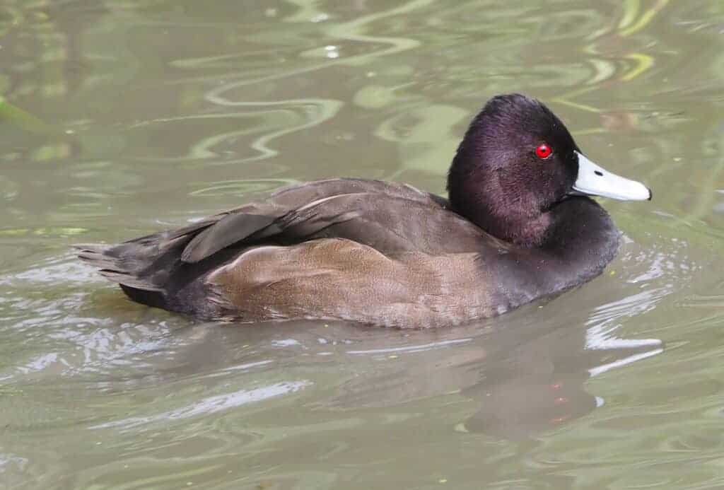 Southern Pochard drake swimming