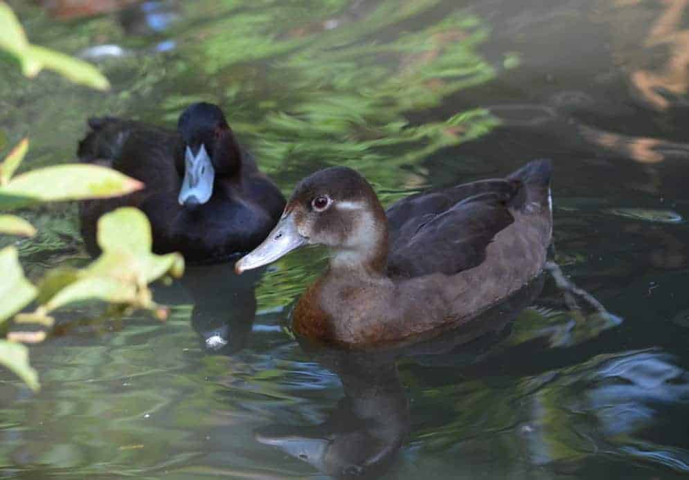 Southern Pochard pair