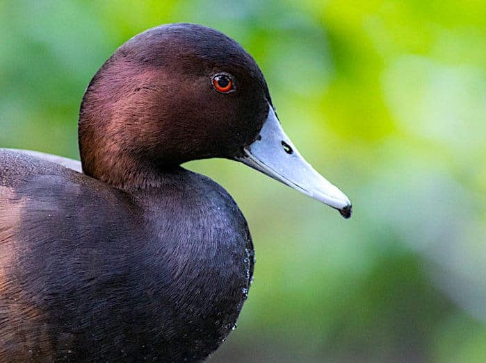 Southern Pochard drake