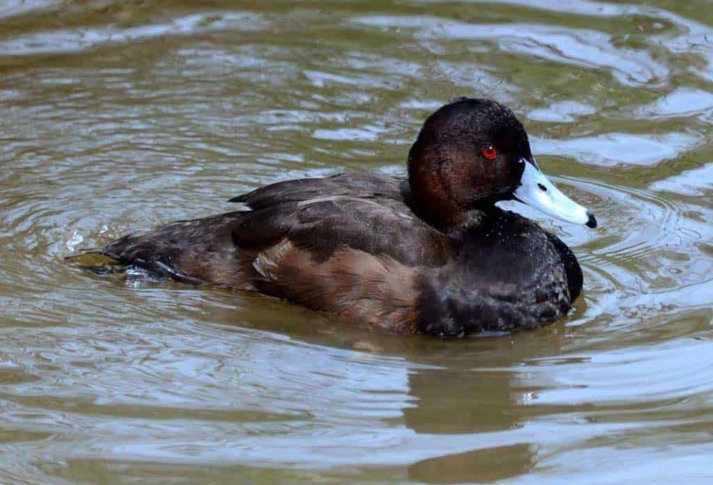 Southern Pochard drake swimming