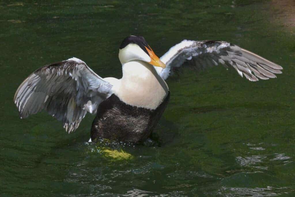 Pacific Eider, the largest subspecies