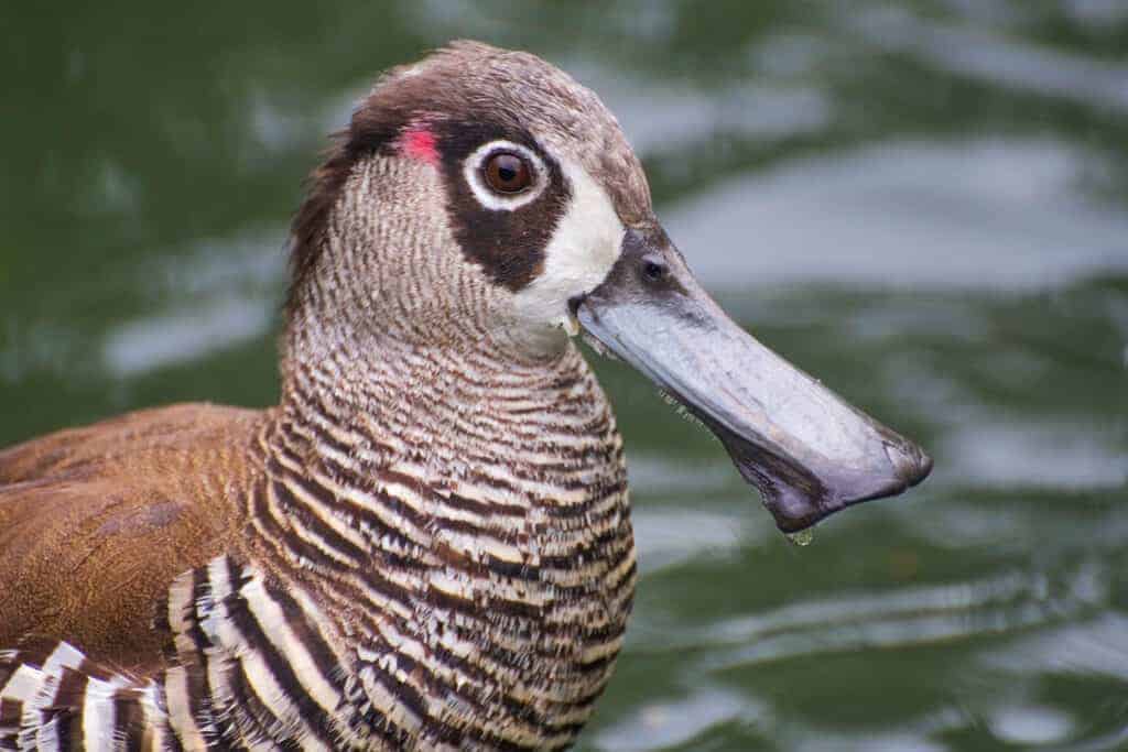 Pink-eared Duck portrait