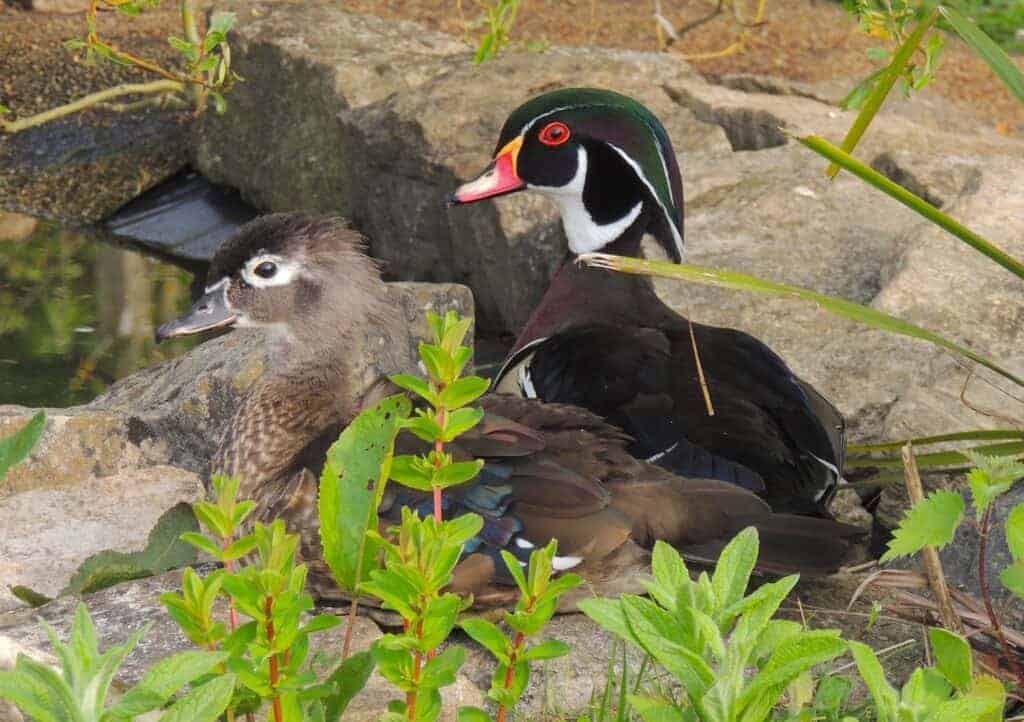 A pair of Wood Ducks