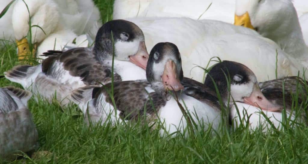 juvenile Common Shelduck