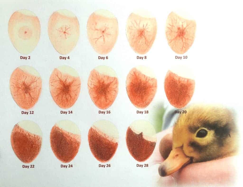 Egg candling chart