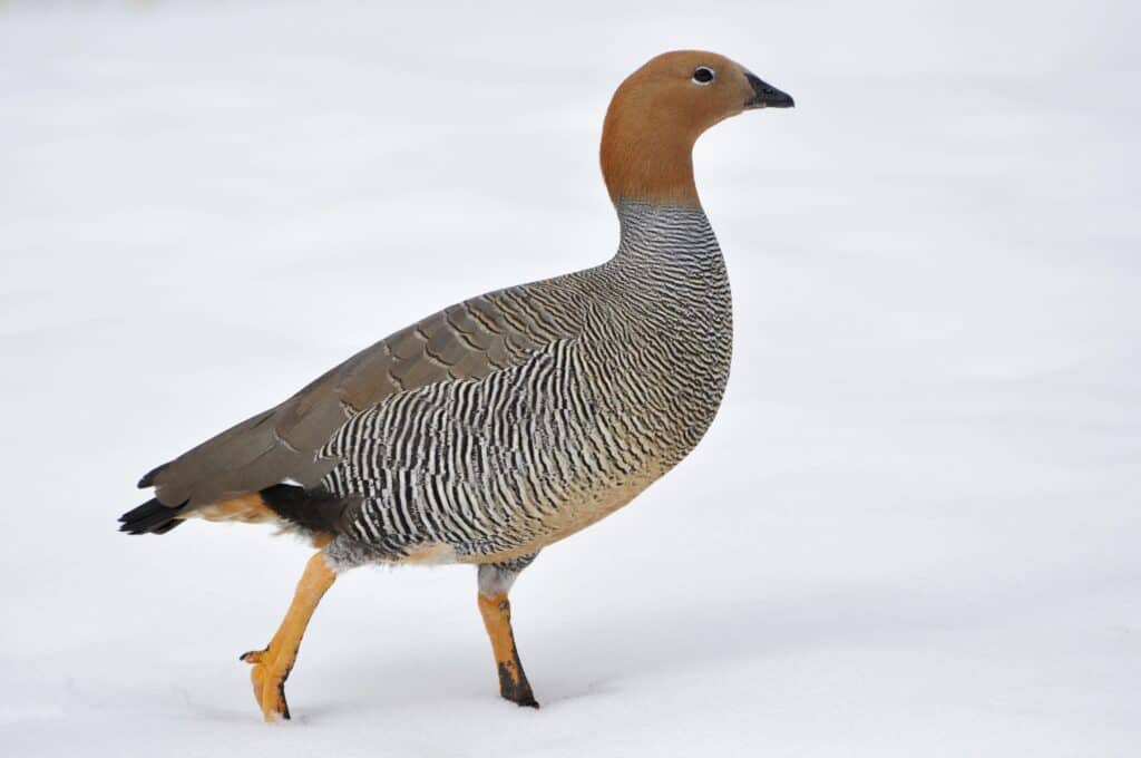 Ruddy-headed Goose