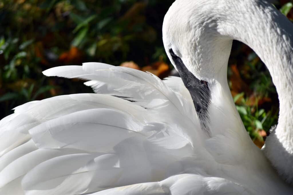 Trumpeter Swan