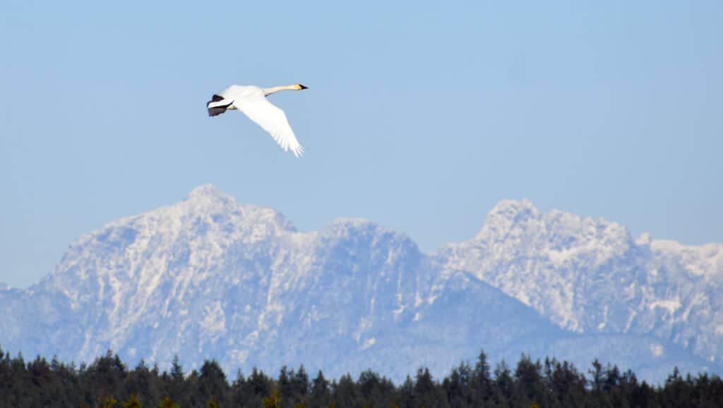 Trumpeter Swan flying