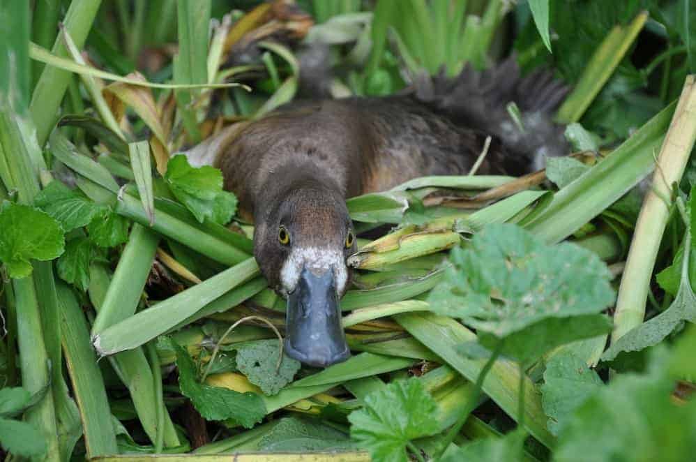 Lesser Scaup duck sitting