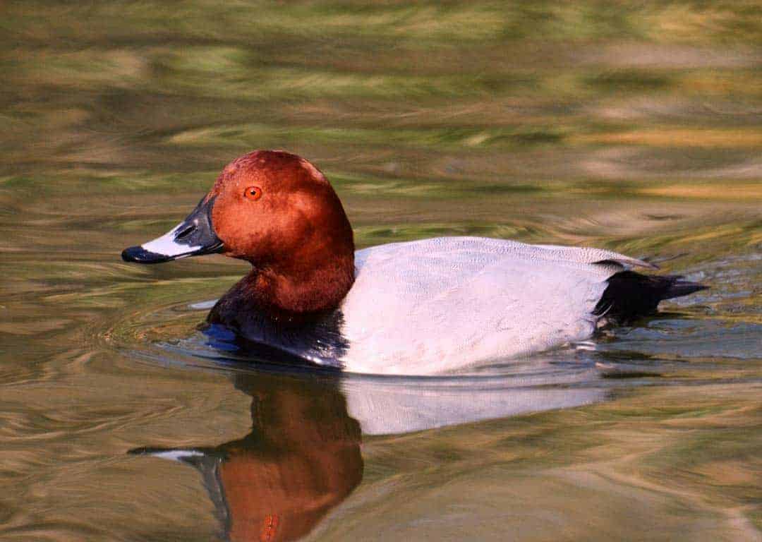 Common Pochard British Waterfowl Association