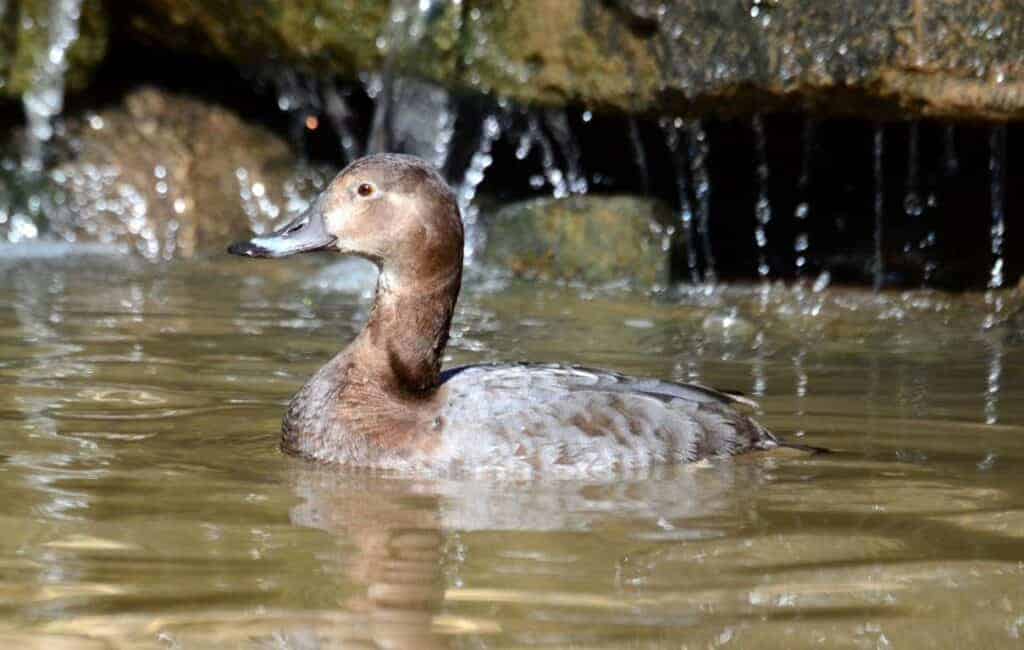 Common Pochard duck