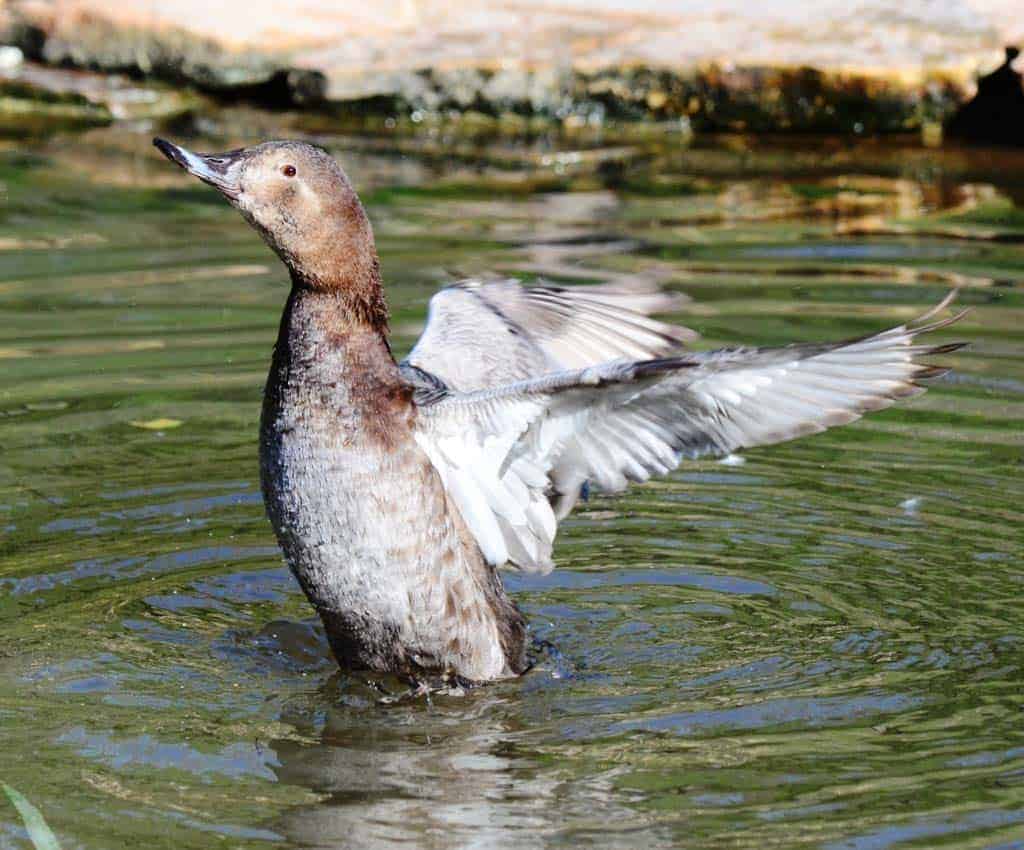 Common Pochard