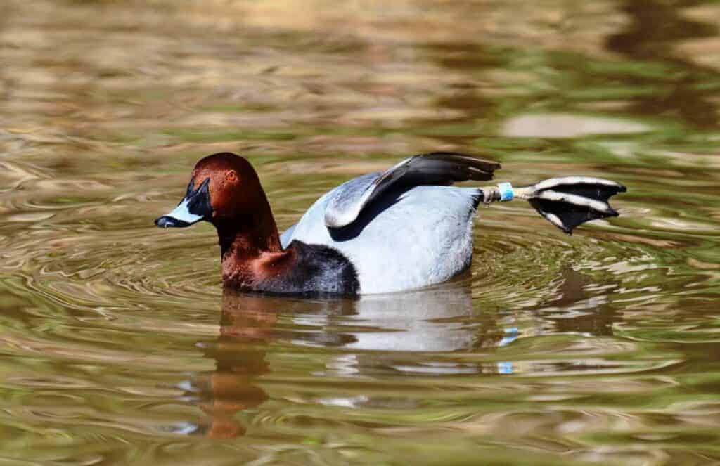 Common Pochard