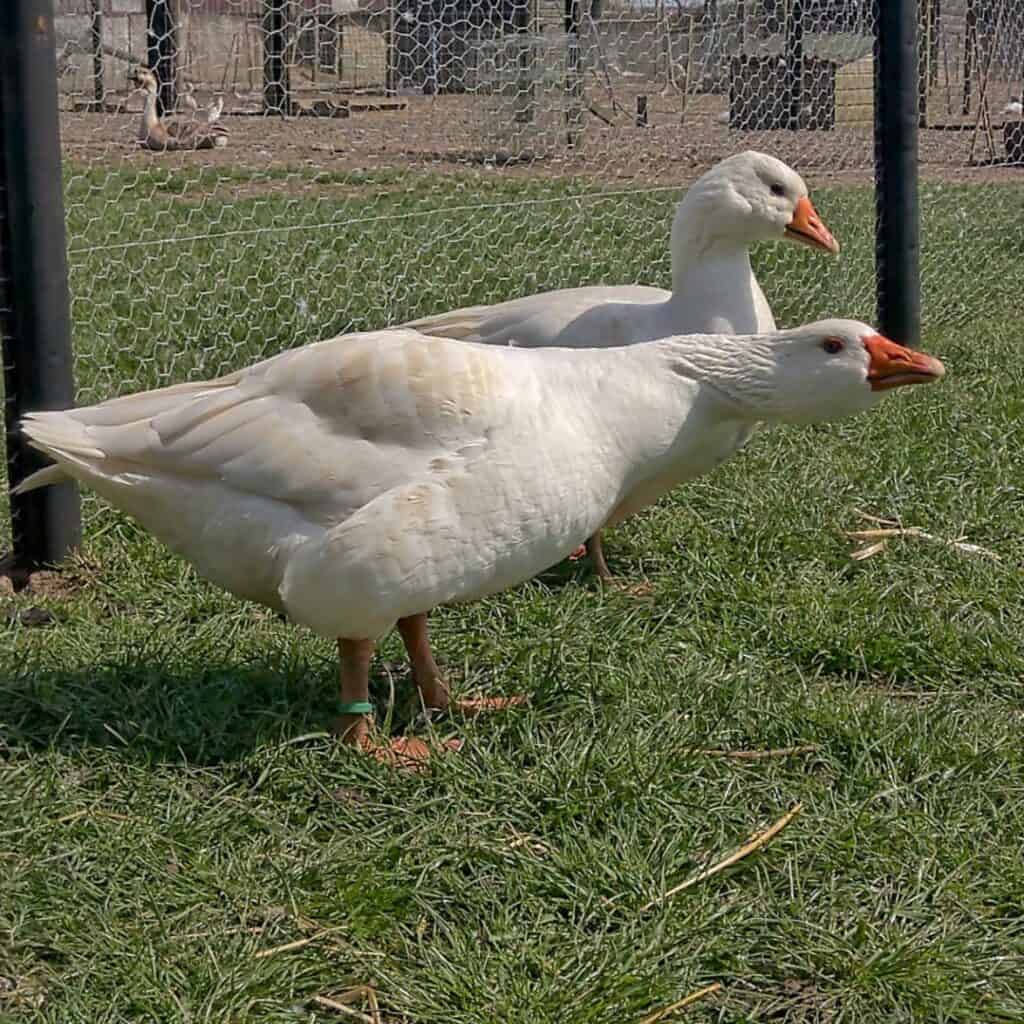 Czech Geese