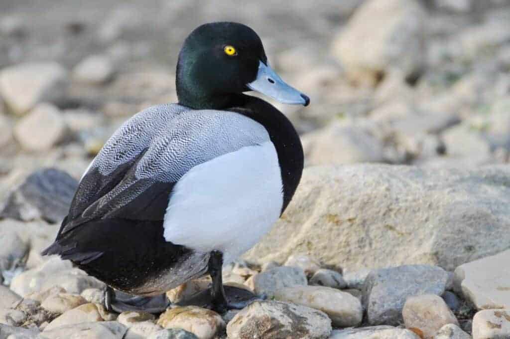 Greater Scaup drake on rocks