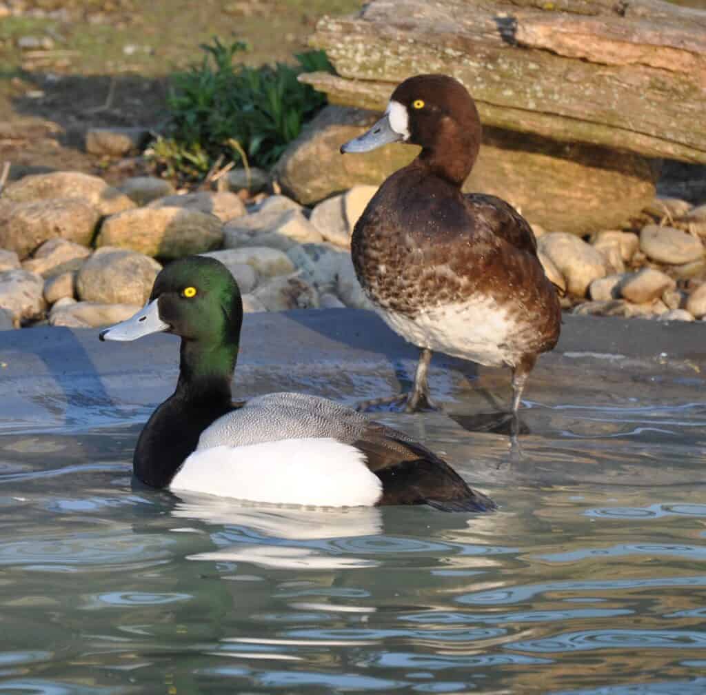 Greater Scaup pair