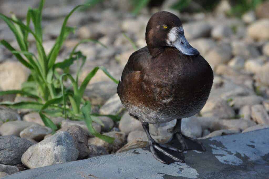 Greater Scaup female