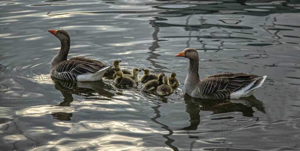 Western Greylag family